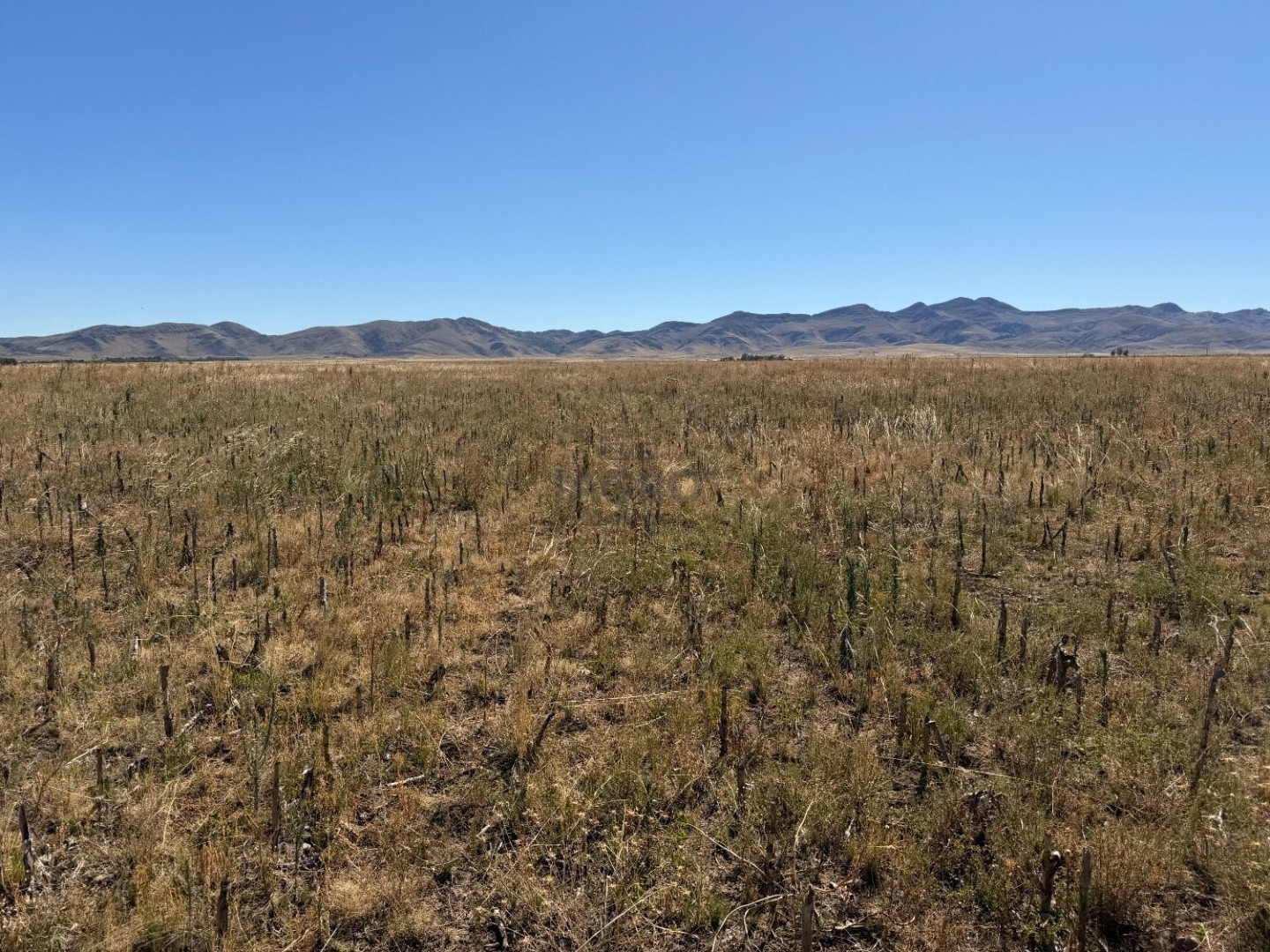 Campo  en Venta en Partido De Saavedra,  Saavedra - Bahía Blanca Propiedades | SITIO OFICIAL l