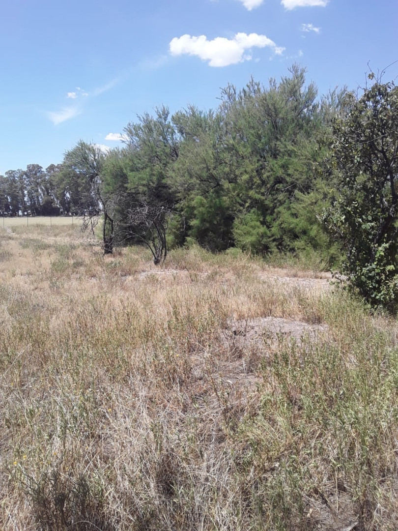 Campo  en Venta   Medanos - Bahía Blanca Propiedades | SITIO OFICIAL l