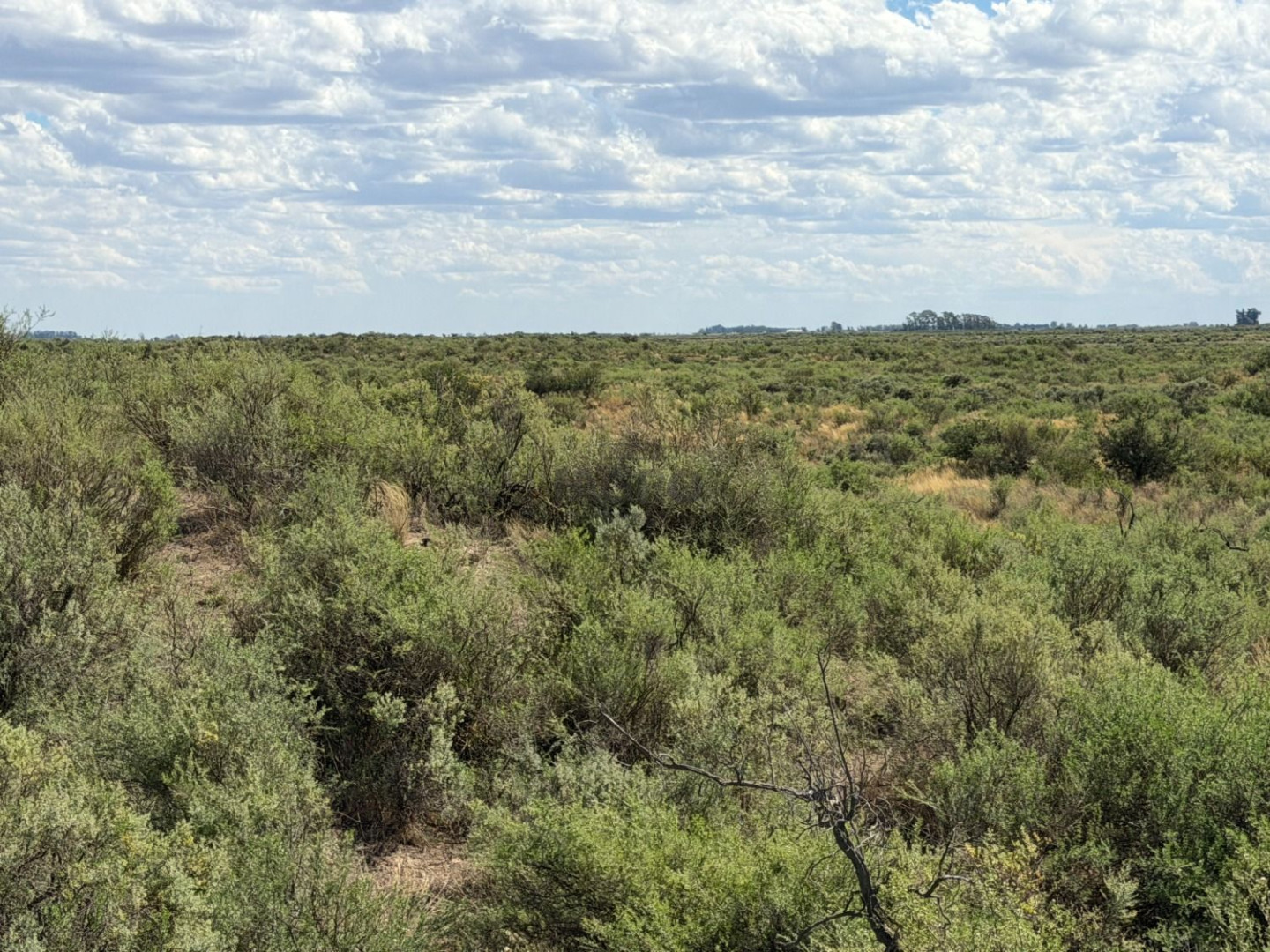 Campo  en Venta en Partido De Patagones,  Juan A. Pradere - Bahía Blanca Propiedades | SITIO OFICIAL l