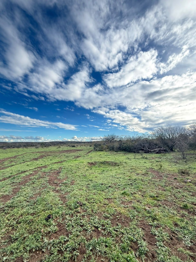 Campo  en Venta   Medanos - Bahía Blanca Propiedades | SITIO OFICIAL l