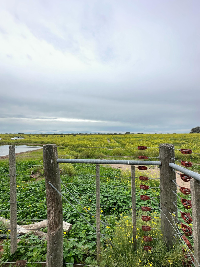 Campo  en Venta   Medanos - Bahía Blanca Propiedades | SITIO OFICIAL l