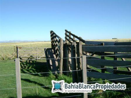 Campo  en Venta en SAAVEDRA - EXCELENTE!,  Saavedra - Bahía Blanca Propiedades | SITIO OFICIAL l