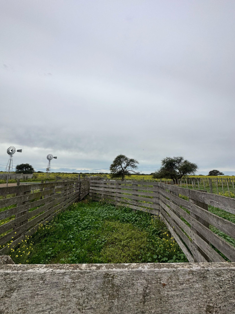 Campo  en Venta   Medanos - Bahía Blanca Propiedades | SITIO OFICIAL l