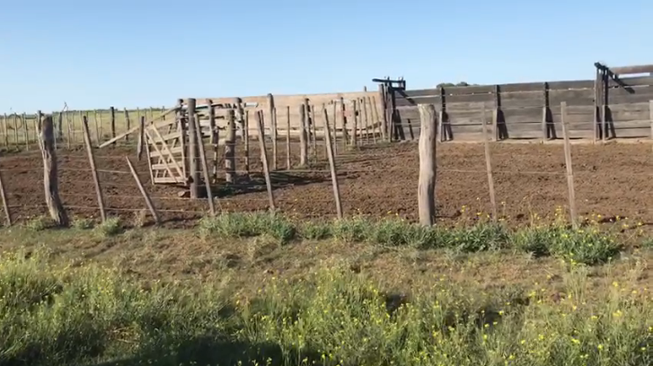 Campo  en Venta   Puan - Bahía Blanca Propiedades | SITIO OFICIAL l