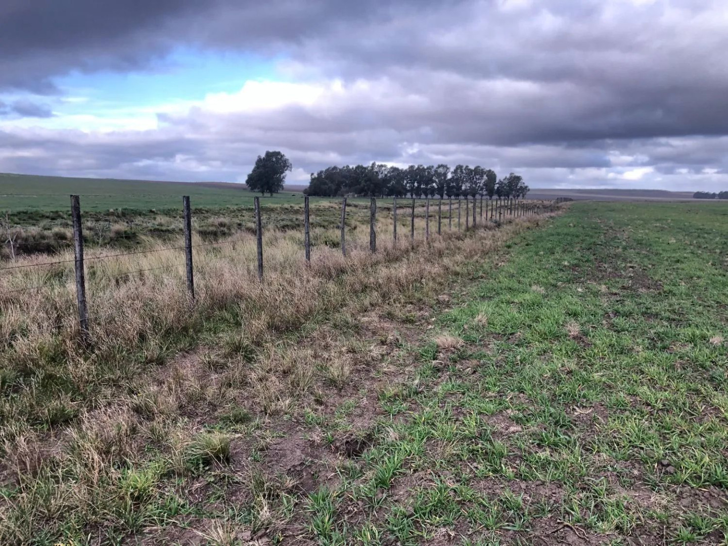 Campo  en Venta en Coronel Dorrego,  Coronel Dorrego - Bahía Blanca Propiedades | SITIO OFICIAL l