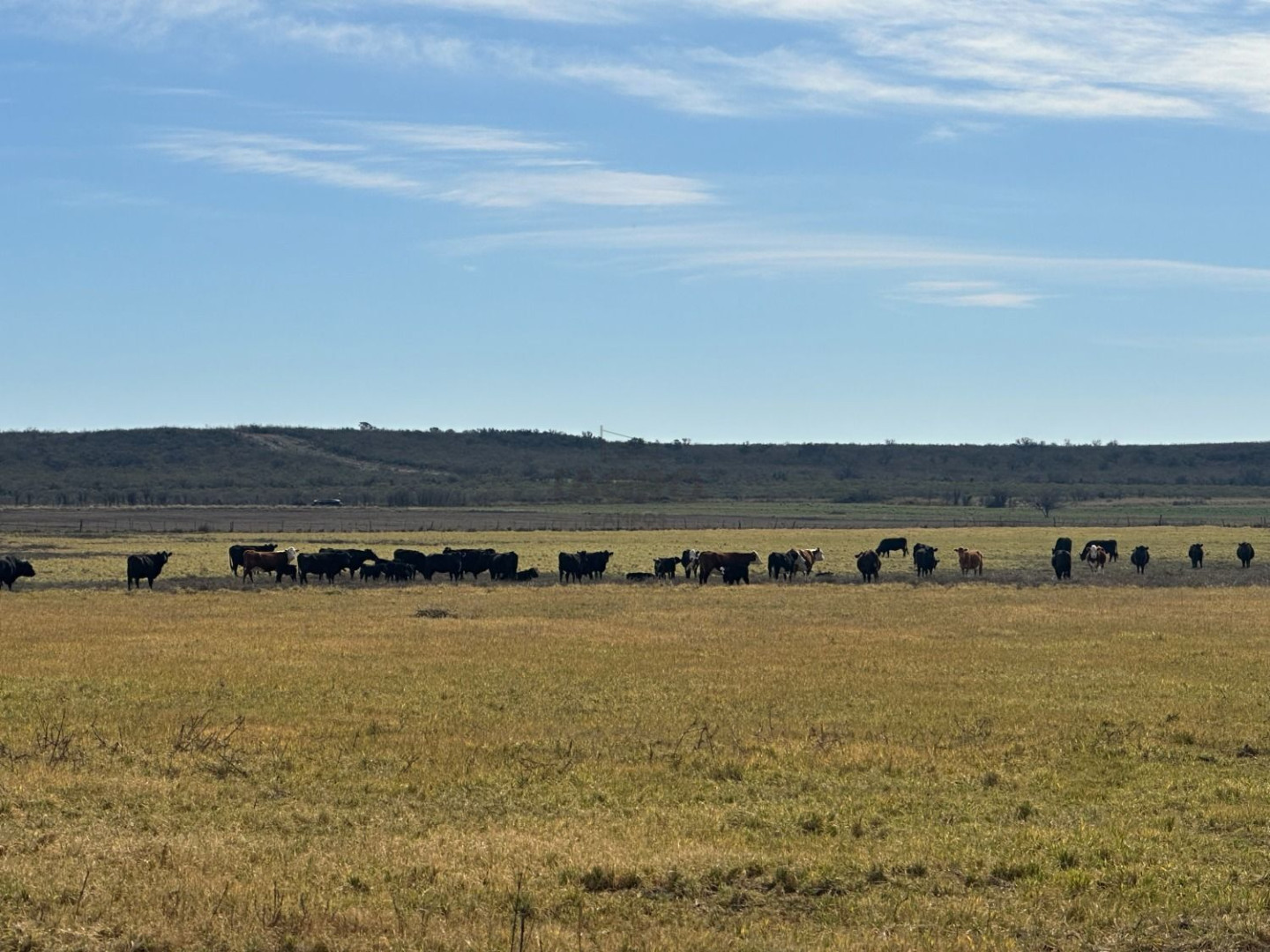 Campo  en Venta en Pedro Luro,  Pedro Luro - Bahía Blanca Propiedades | SITIO OFICIAL l