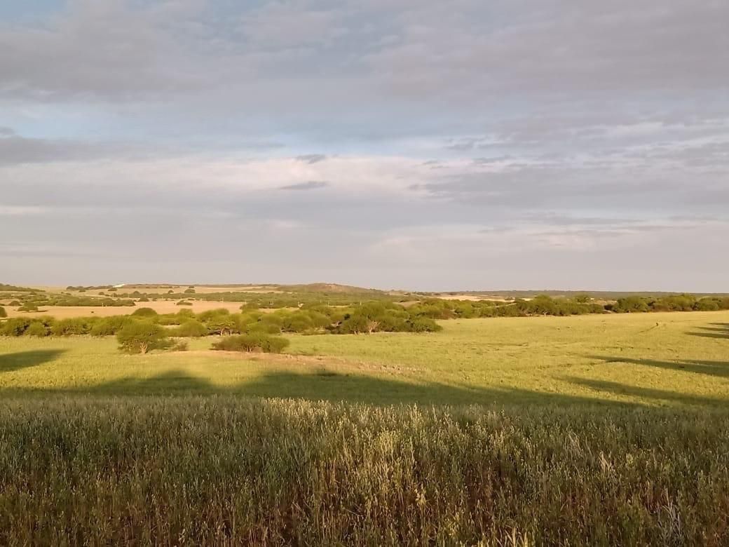 Campo  en Venta en A 18 Kilómetros De Algarrobo,  Villarino - Bahía Blanca Propiedades | SITIO OFICIAL l