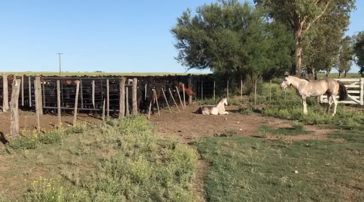 Campo  en Venta   Puan - Bahía Blanca Propiedades | SITIO OFICIAL l