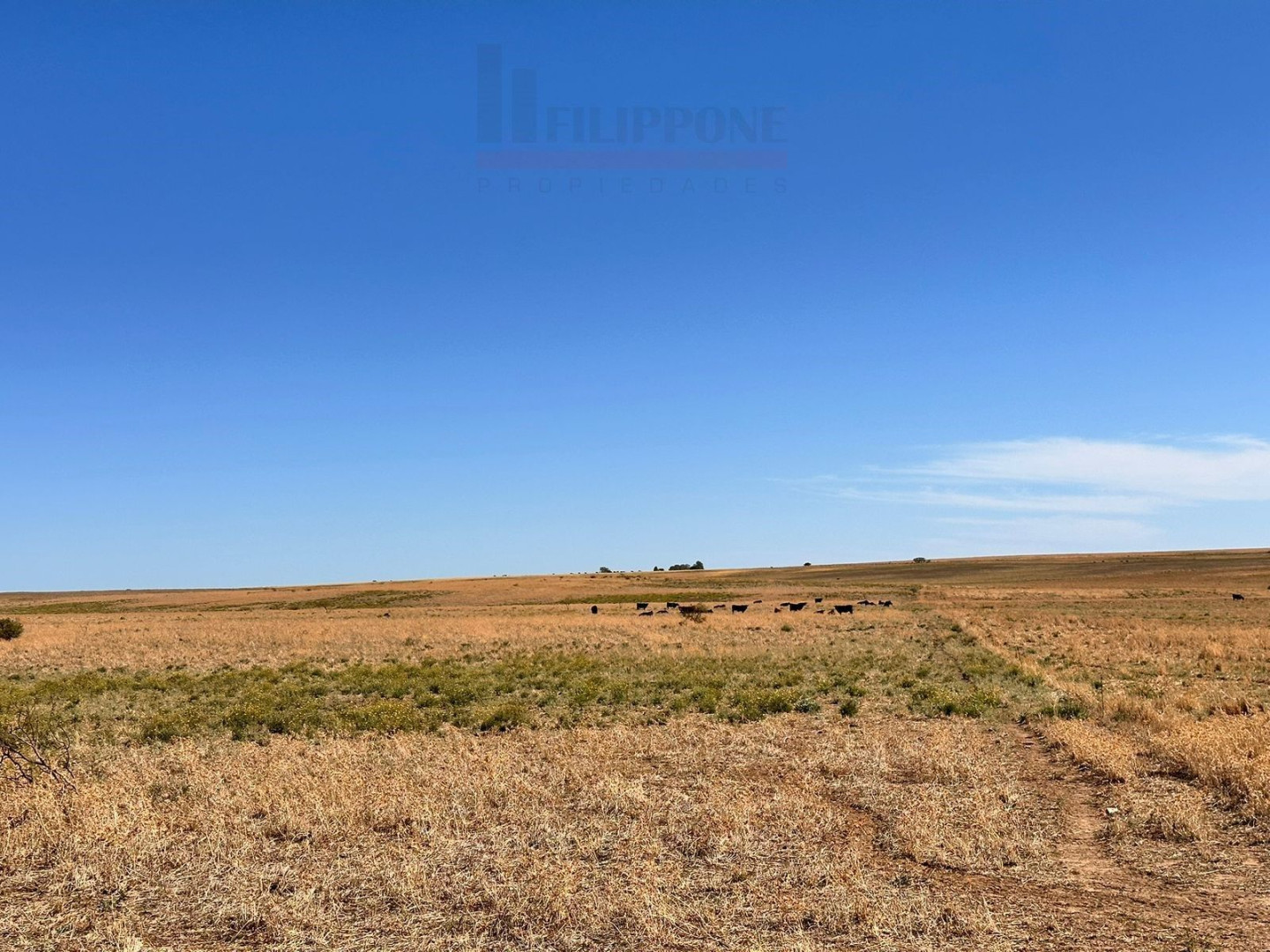 Campo  en Venta en Ruta 35,  Bahía Blanca - Bahía Blanca Propiedades | SITIO OFICIAL l