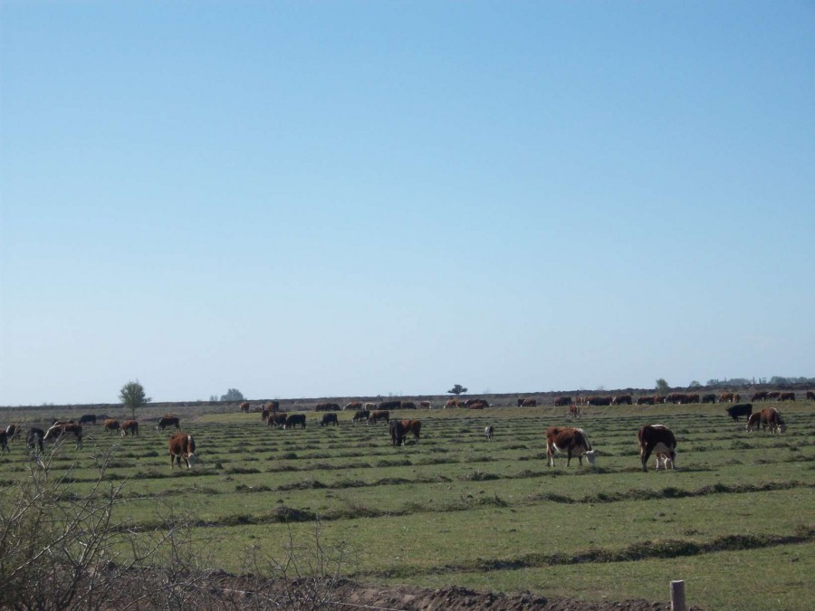 Campo  en Venta en Carmen De Patagones,  Carmen de Patagones - Bahía Blanca Propiedades | SITIO OFICIAL l