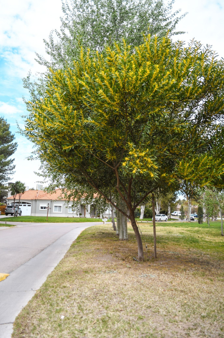 Terreno en Venta en Calle 6, Bosque Alto, Bahía Blanca - Bahía Blanca Propiedades | SITIO OFICIAL l