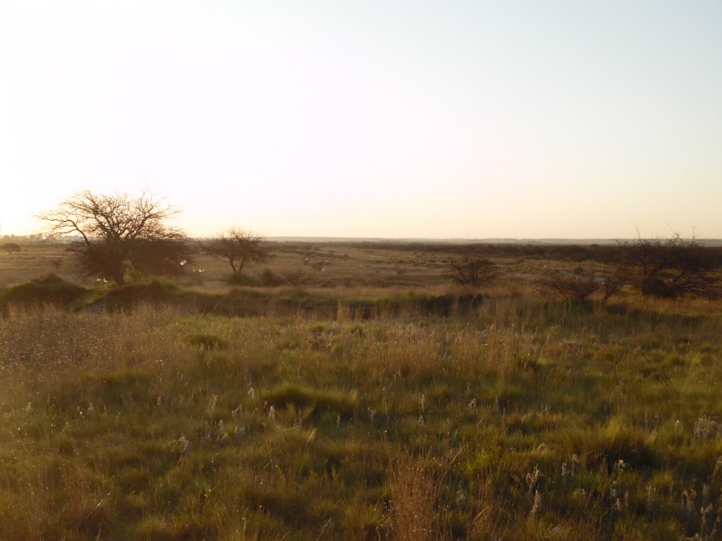 Terreno en Venta en Ruta 3 Sur - Frente Al Frigorífico Siracusa,  Bahía Blanca - Bahía Blanca Propiedades | SITIO OFICIAL l