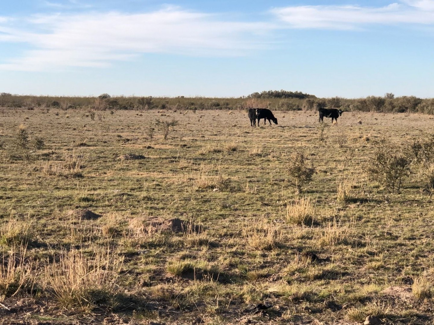 Campo  en Venta en Pradere,  Carmen de Patagones - Bahía Blanca Propiedades | SITIO OFICIAL l