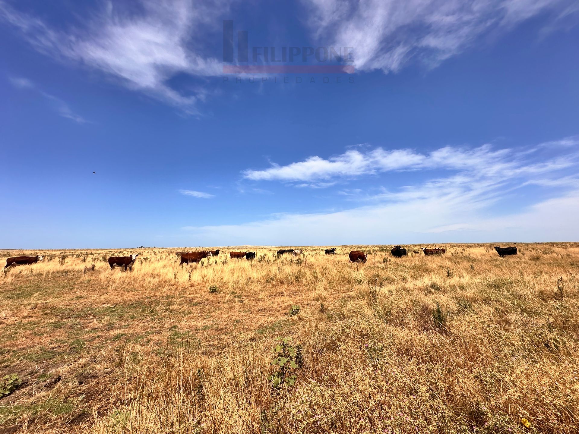 Campo  en Venta   Coronel Dorrego - Bahía Blanca Propiedades | SITIO OFICIAL l