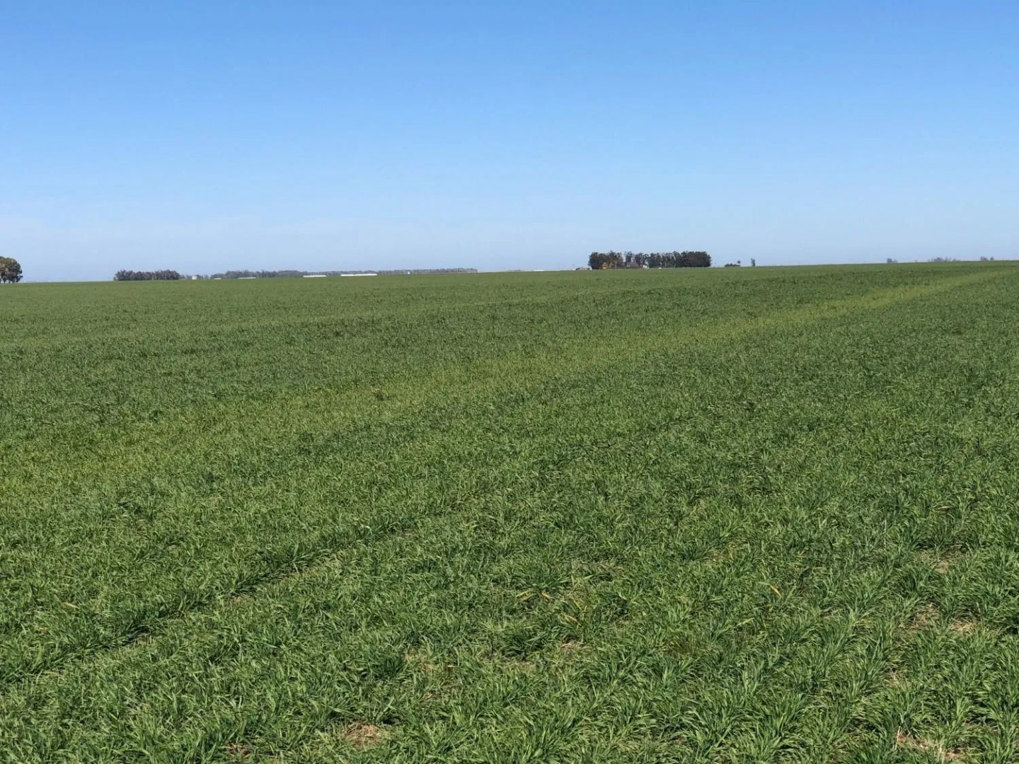 Campo  en Venta en Tres Arroyos ,  Tres Arroyos - Bahía Blanca Propiedades | SITIO OFICIAL l