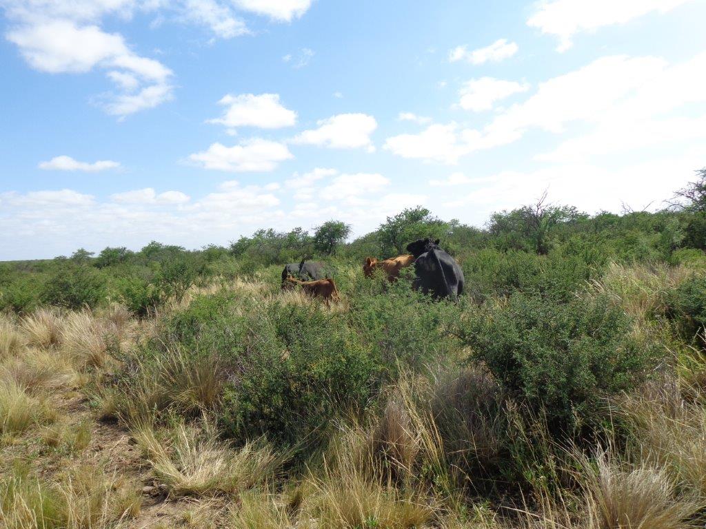 Campo  en Venta en Campo En Algarrobo,  Bahía Blanca - Bahía Blanca Propiedades | SITIO OFICIAL l