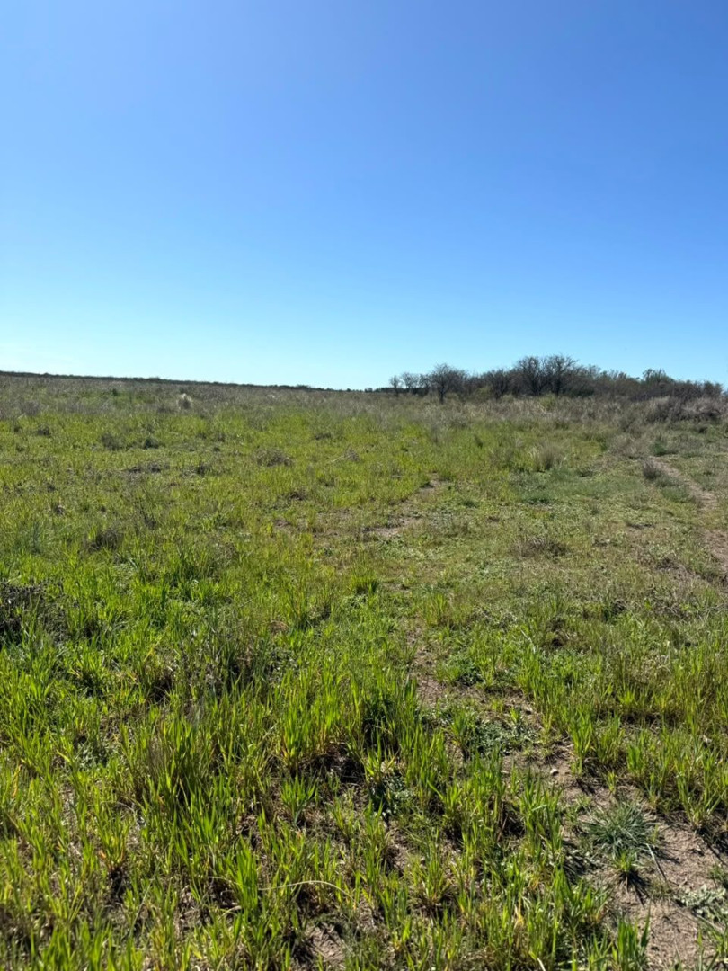 Campo  en Venta   Juan A. Pradere - Bahía Blanca Propiedades | SITIO OFICIAL l