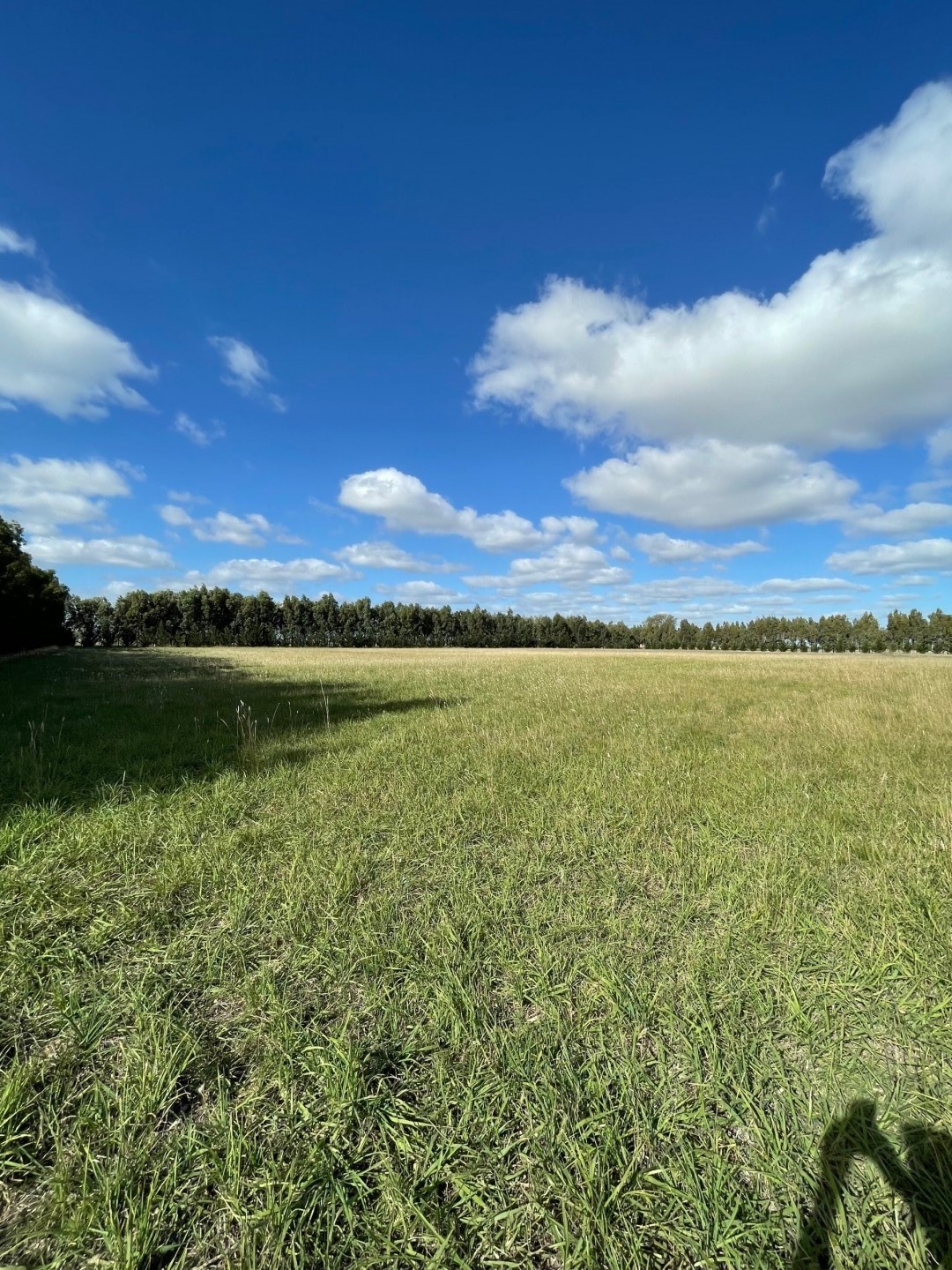 Campo  en Venta en Ruta 3 Km 498,5,  Tres Arroyos - Bahía Blanca Propiedades | SITIO OFICIAL l