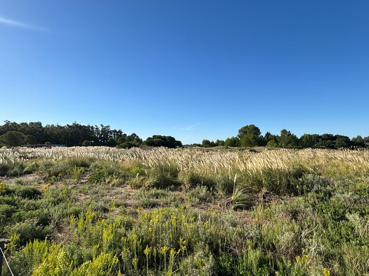 Terreno en Venta  El Sauce, Monte Hermoso - Bahía Blanca Propiedades | SITIO OFICIAL l