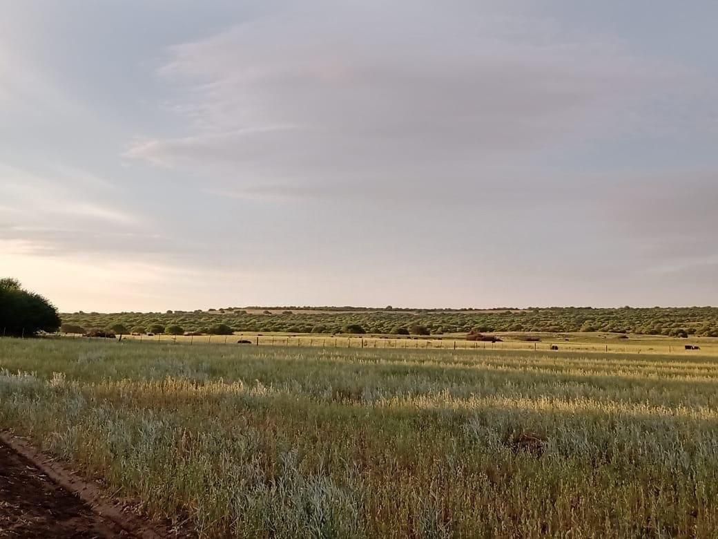 Campo  en Venta en A 18 Kilómetros De Algarrobo,  Villarino - Bahía Blanca Propiedades | SITIO OFICIAL l