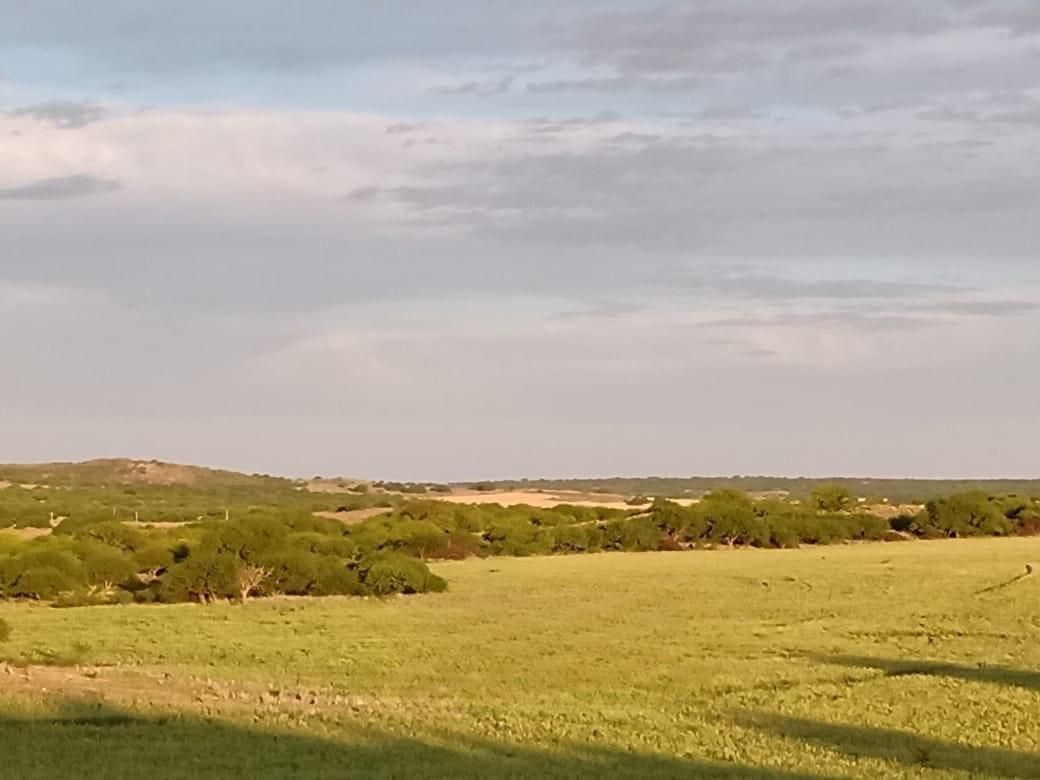 Campo  en Venta en A 18 Kilómetros De Algarrobo,  Villarino - Bahía Blanca Propiedades | SITIO OFICIAL l