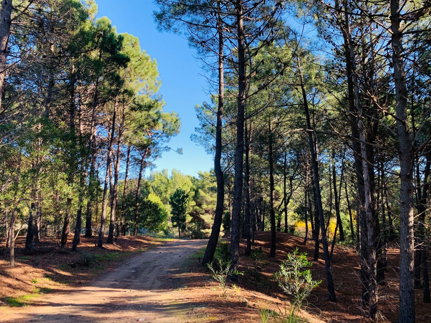 Terreno en Venta en Pinar Del Golf,  Monte Hermoso - Bahía Blanca Propiedades | SITIO OFICIAL l