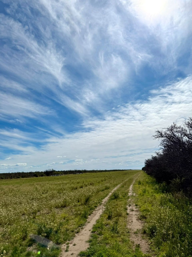 Campo  en Venta   Villalonga - Bahía Blanca Propiedades | SITIO OFICIAL l