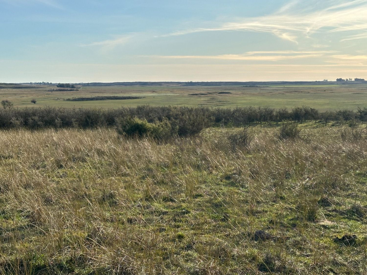 Campo  en Venta en Partido De Villarino,  Villarino - Bahía Blanca Propiedades | SITIO OFICIAL l