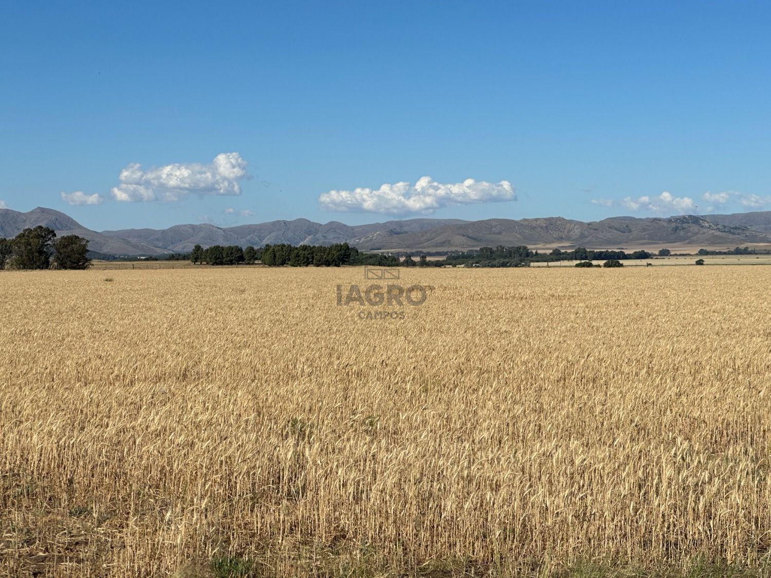 Campo  en Venta en Ruta 33,  Saavedra - Bahía Blanca Propiedades | SITIO OFICIAL l