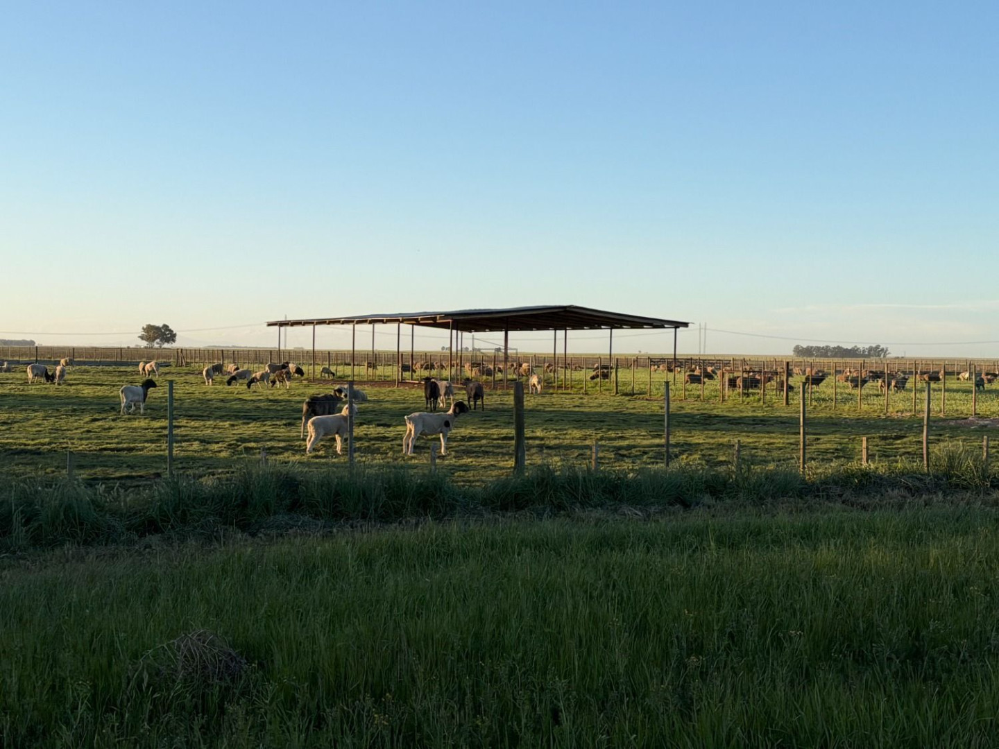 Campo  en Venta en Coronel Dorrego,  Coronel Dorrego - Bahía Blanca Propiedades | SITIO OFICIAL l