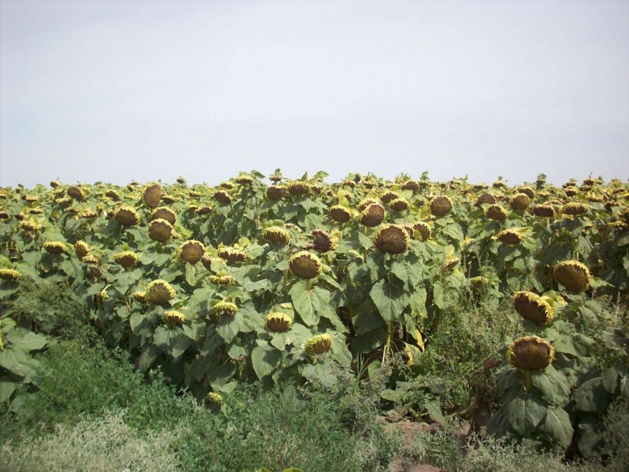 Campo  en Venta en Carmen De Patagones,  Carmen de Patagones - Bahía Blanca Propiedades | SITIO OFICIAL l