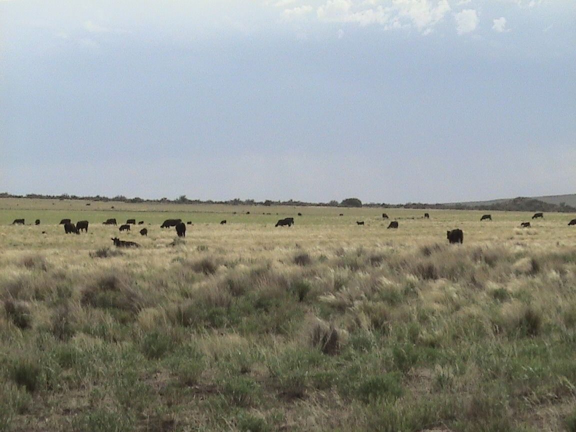 Campo  en Venta en Partido De Puan,  Puan - Bahía Blanca Propiedades | SITIO OFICIAL l