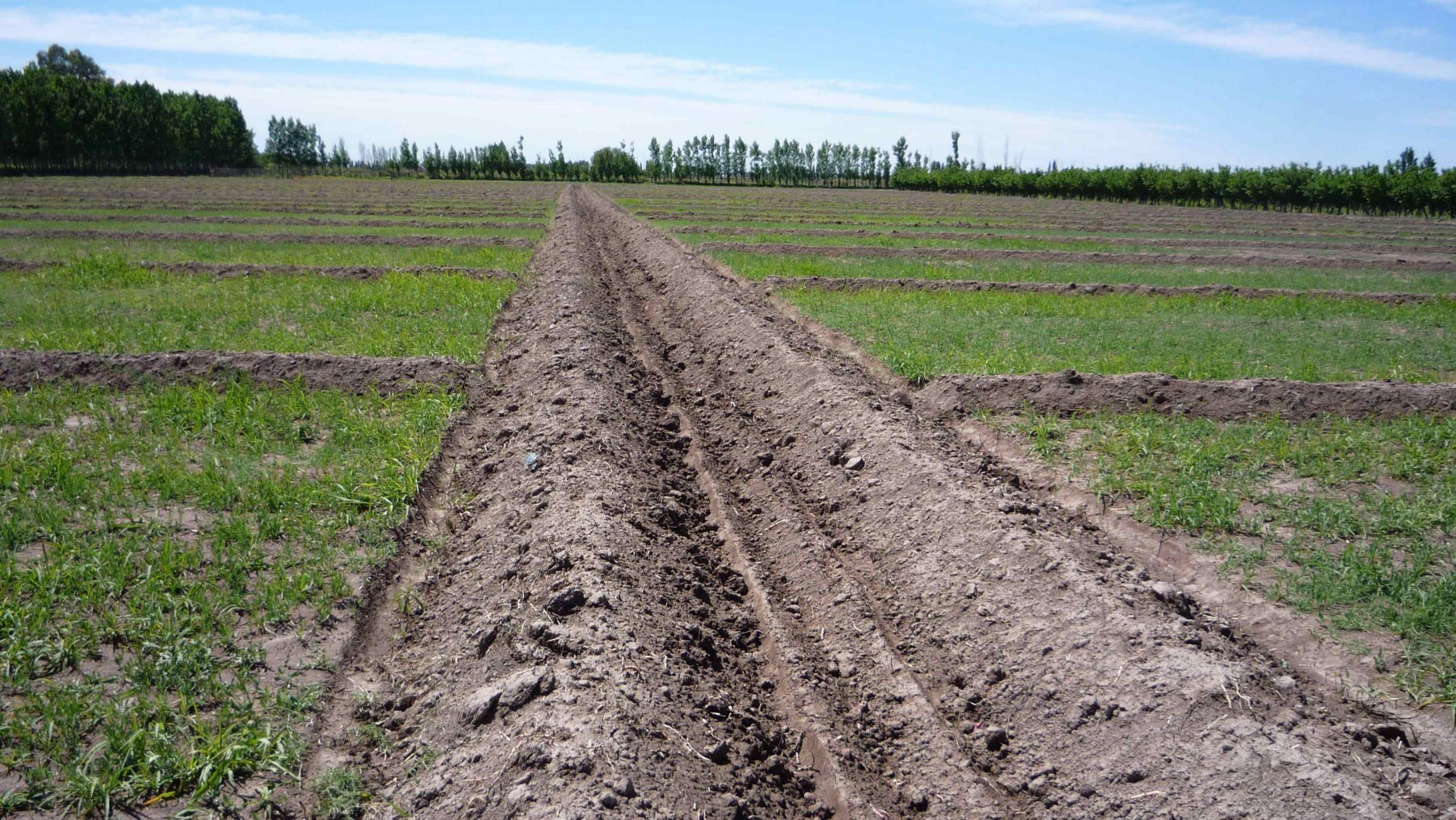 Campo  en Venta en Calle Leiva S/n, Las Catitas, Mendoza - Bahía Blanca Propiedades | SITIO OFICIAL l