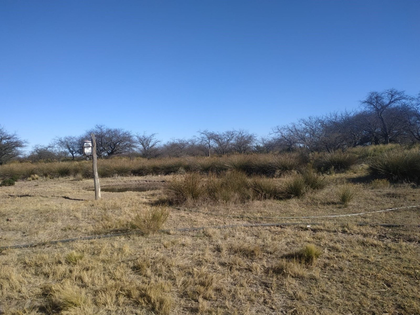 Campo  en Venta   Bernasconi - Bahía Blanca Propiedades | SITIO OFICIAL l