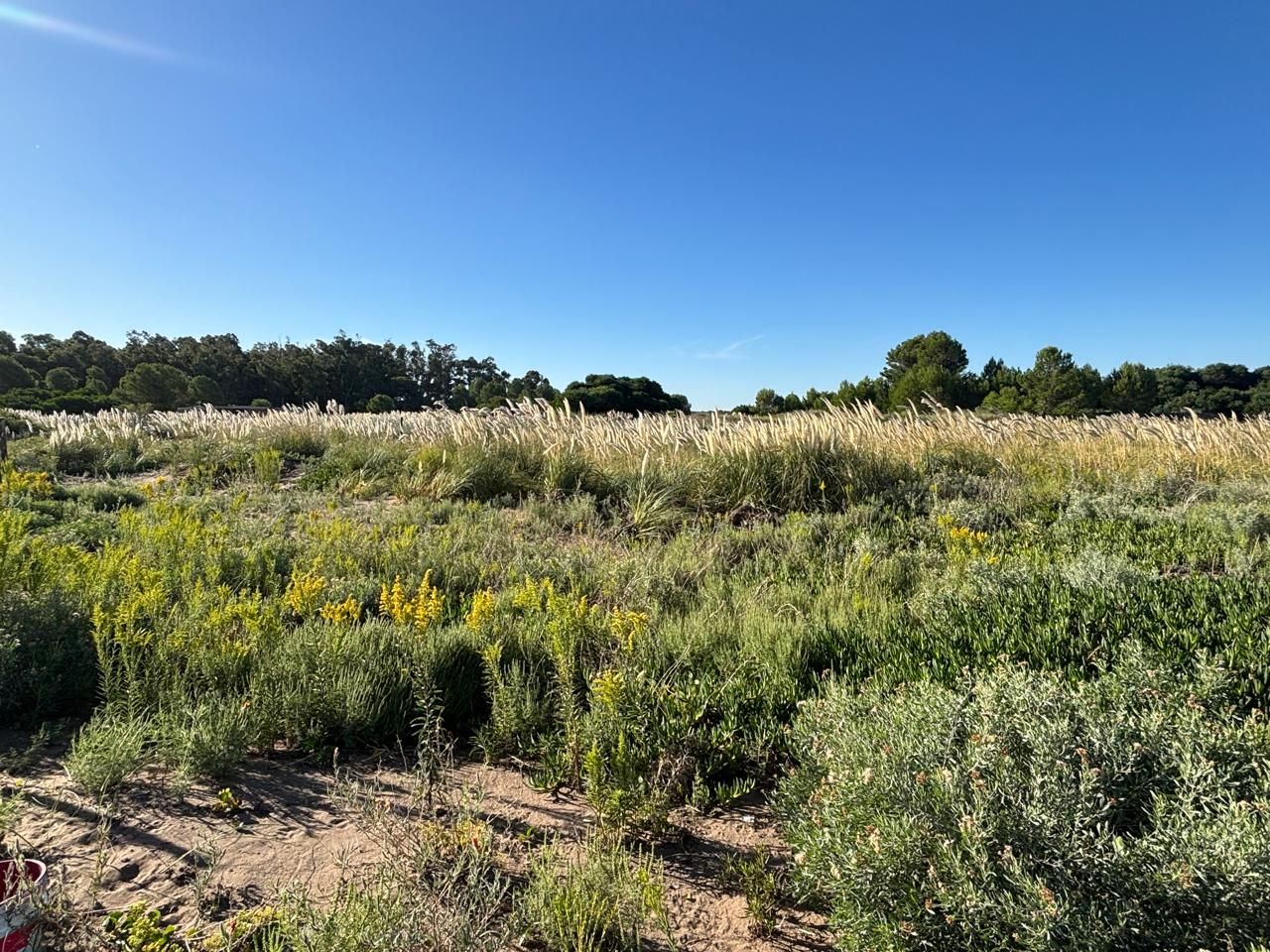 Terreno en Venta  El Sauce, Monte Hermoso - Bahía Blanca Propiedades | SITIO OFICIAL l