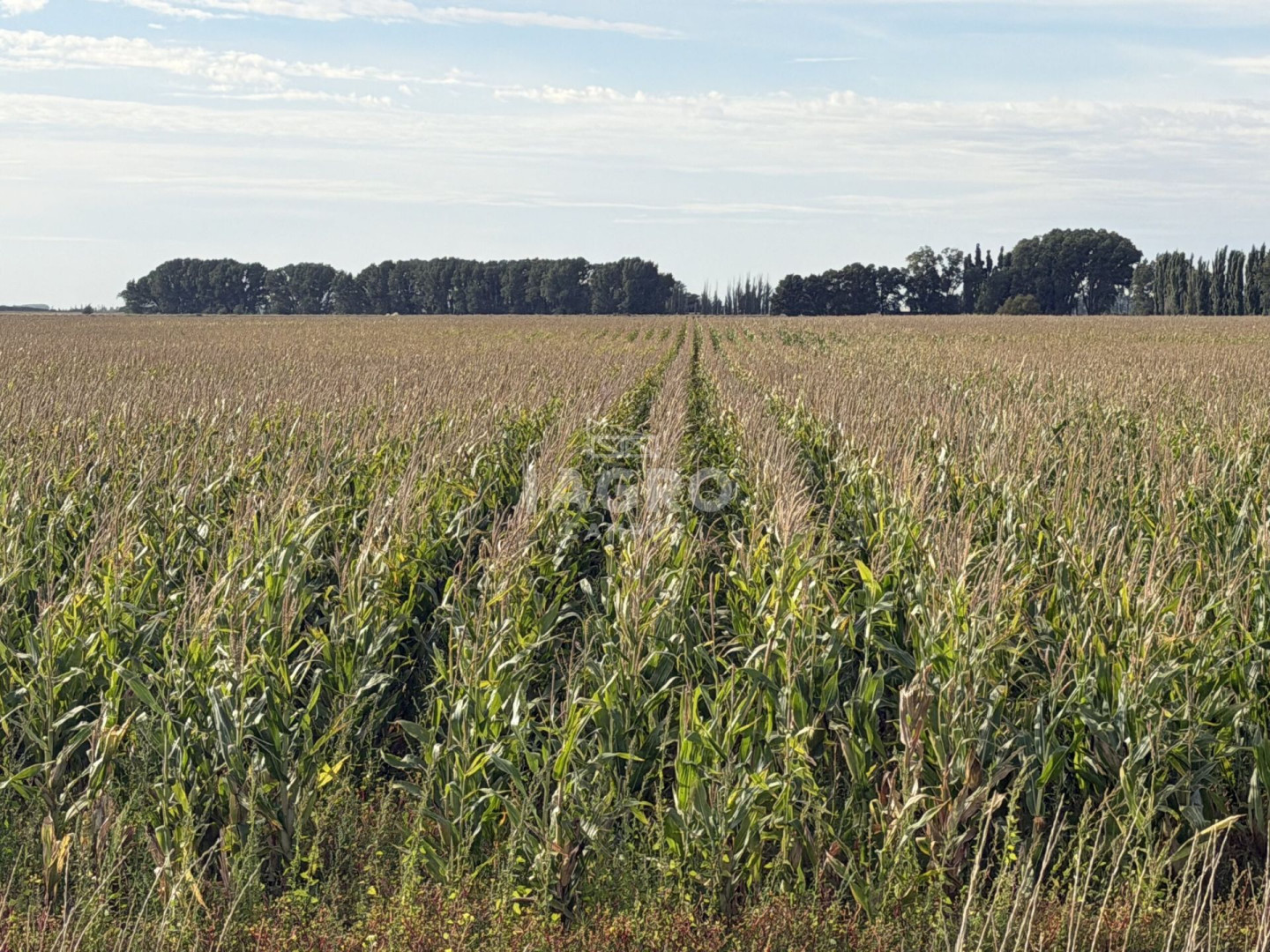 Campo  en Venta en Mayor Buratovich,  Mayor Buratovich - Bahía Blanca Propiedades | SITIO OFICIAL l