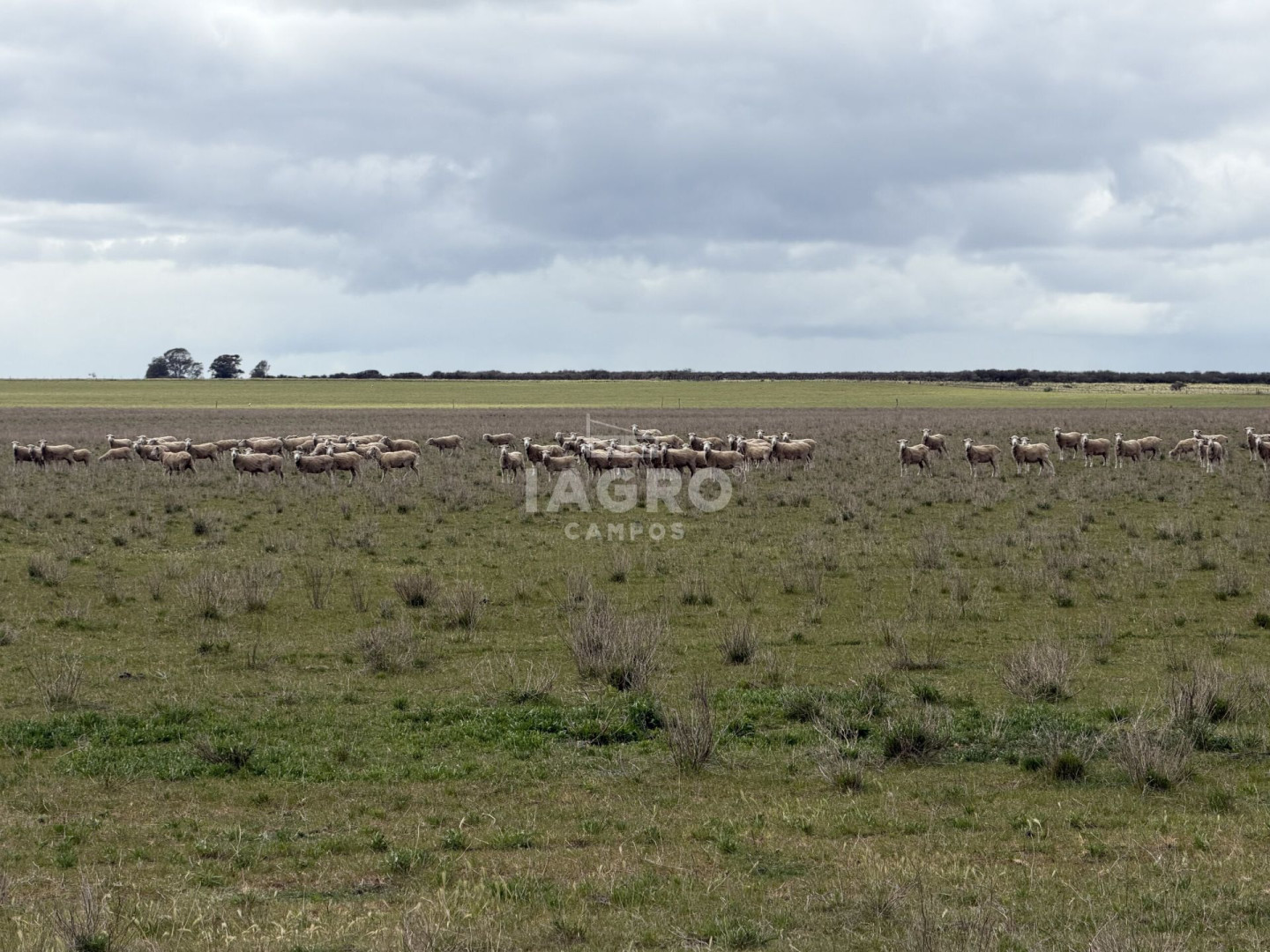 Campo  en Venta en Stroeder,  Stroeder - Bahía Blanca Propiedades | SITIO OFICIAL l