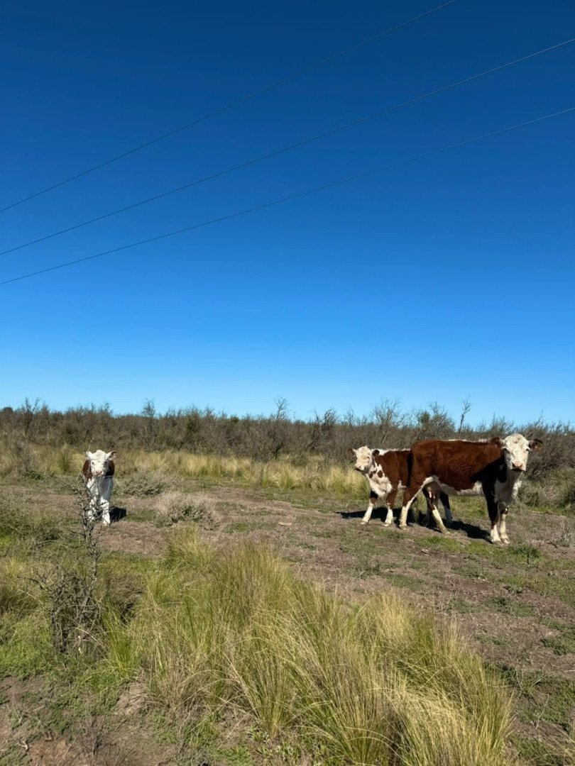 Campo  en Venta   Juan A. Pradere - Bahía Blanca Propiedades | SITIO OFICIAL l