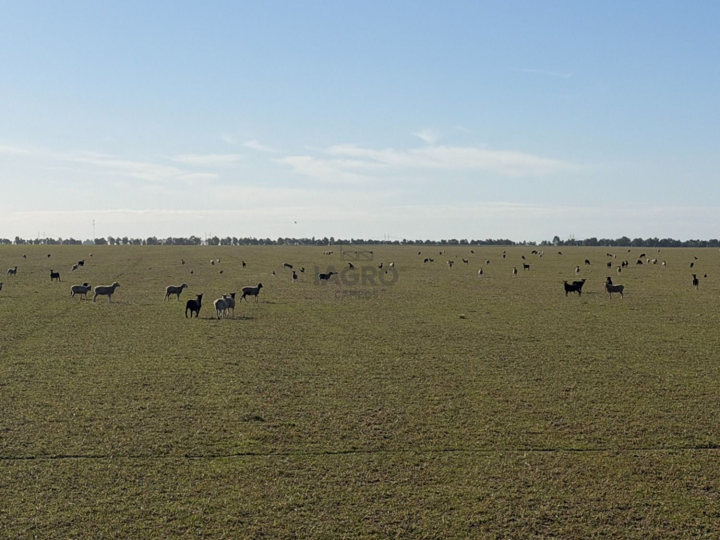 Campo  en Venta en Coronel Dorrego,  Coronel Dorrego - Bahía Blanca Propiedades | SITIO OFICIAL l