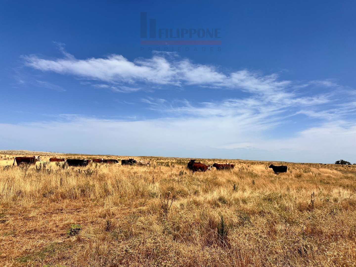 Campo  en Venta   Coronel Dorrego - Bahía Blanca Propiedades | SITIO OFICIAL l