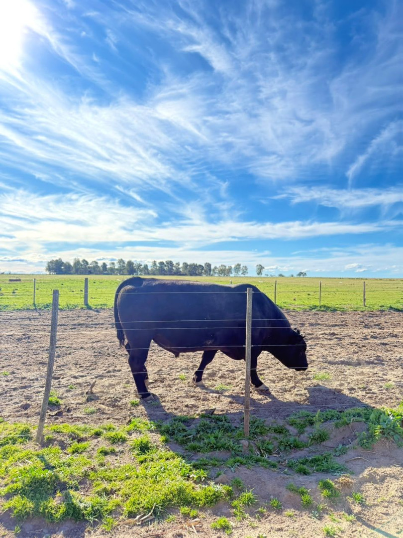 Campo  en Venta   Villalonga - Bahía Blanca Propiedades | SITIO OFICIAL l