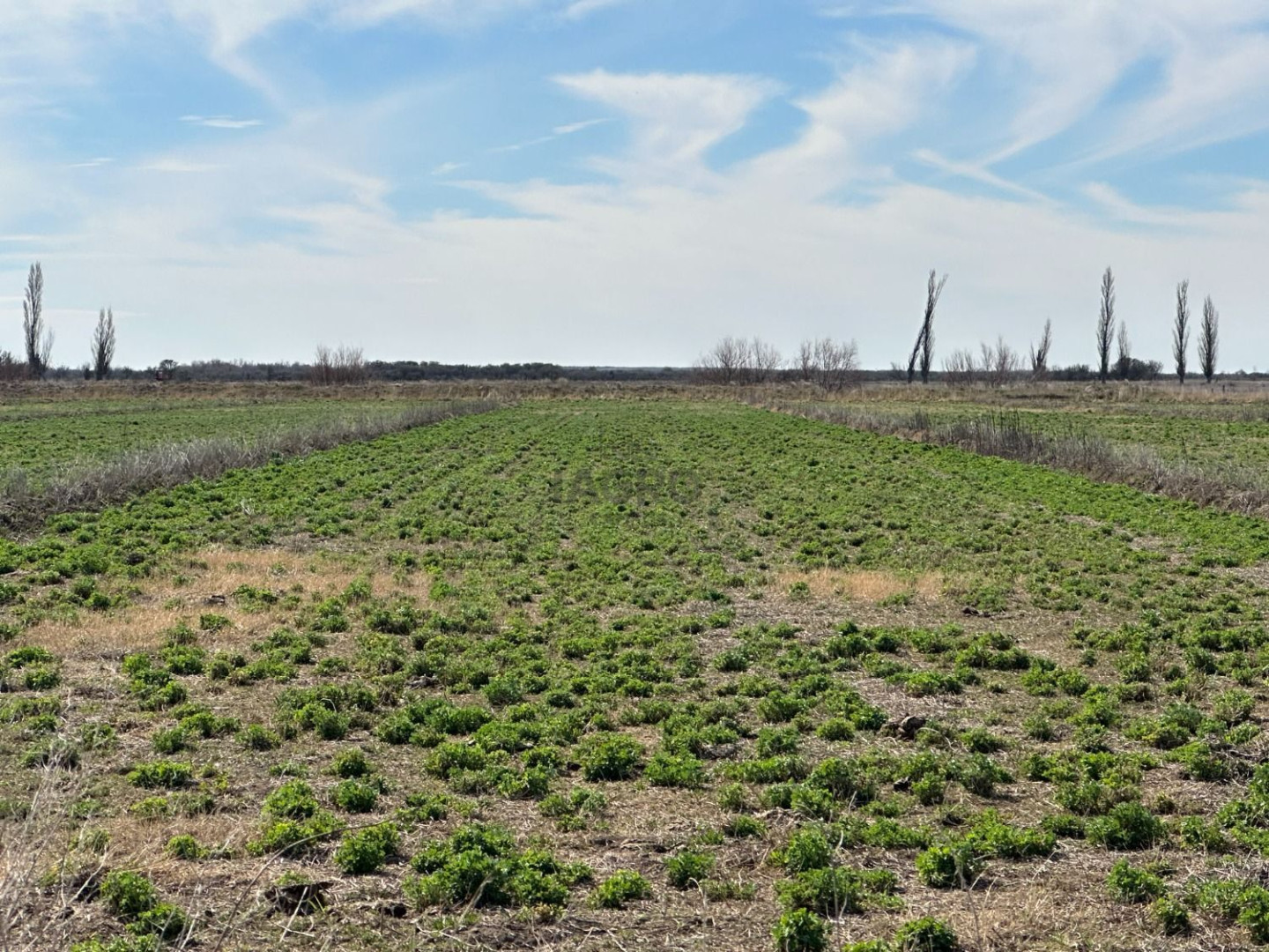 Campo  en Venta en Pedro Luro,  Pedro Luro - Bahía Blanca Propiedades | SITIO OFICIAL l