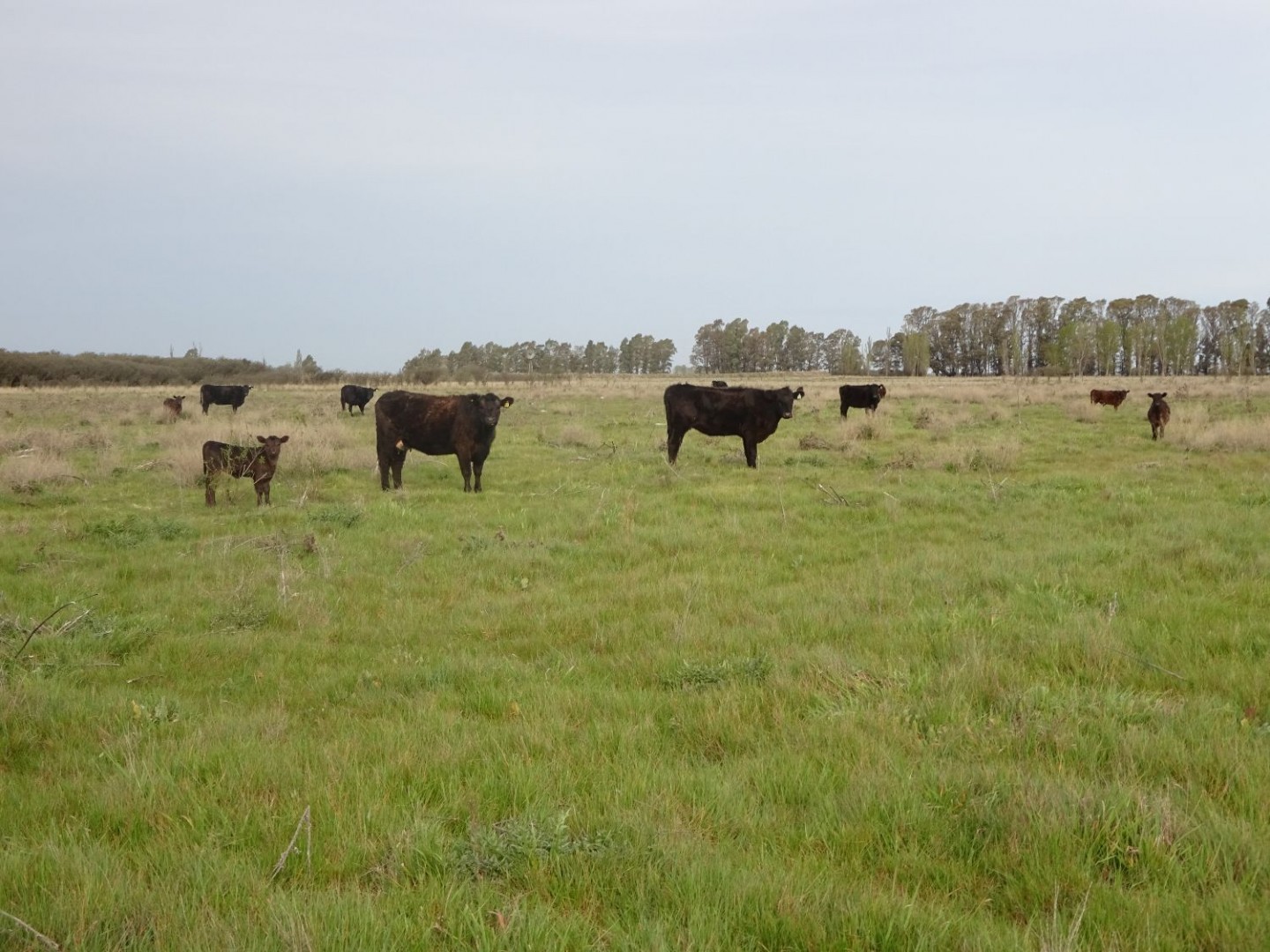 Campo  en Venta en Partido De Villarino ,  Villarino - Bahía Blanca Propiedades | SITIO OFICIAL l