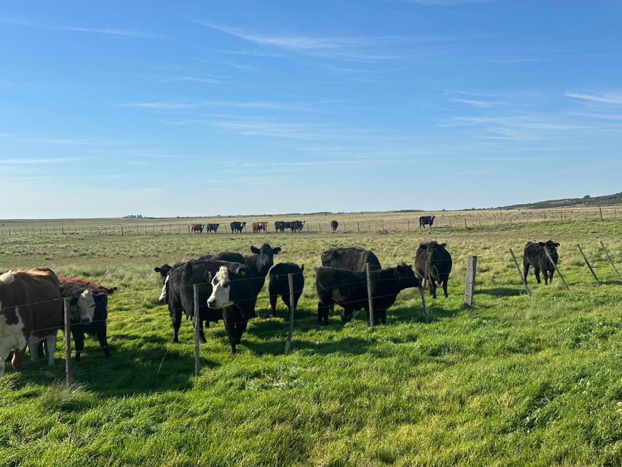 Campo  en Venta en A 4 Kilómetros De La Ruta 3.,  Teniente Origone - Bahía Blanca Propiedades | SITIO OFICIAL l