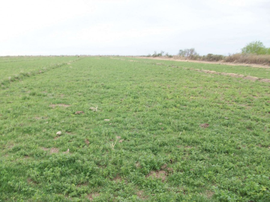 Campo  en Venta en Carmen De Patagones,  Carmen de Patagones - Bahía Blanca Propiedades | SITIO OFICIAL l