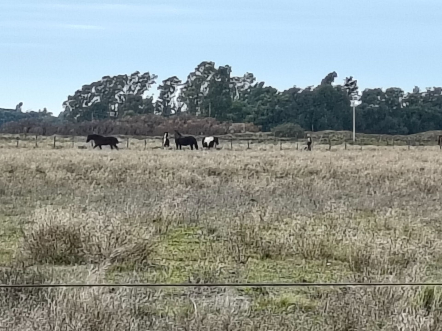 Campo  en Venta en Colonia Los Alfalfares,  Medanos - Bahía Blanca Propiedades | SITIO OFICIAL l