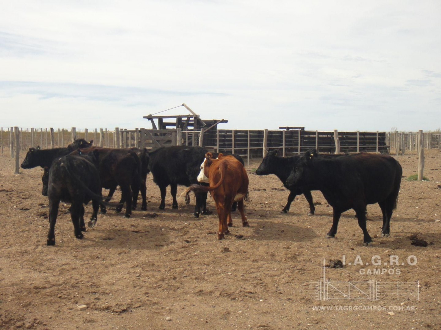 Campo  en Venta en Curaco,  Curaco - La Pampa - Bahía Blanca Propiedades | SITIO OFICIAL l