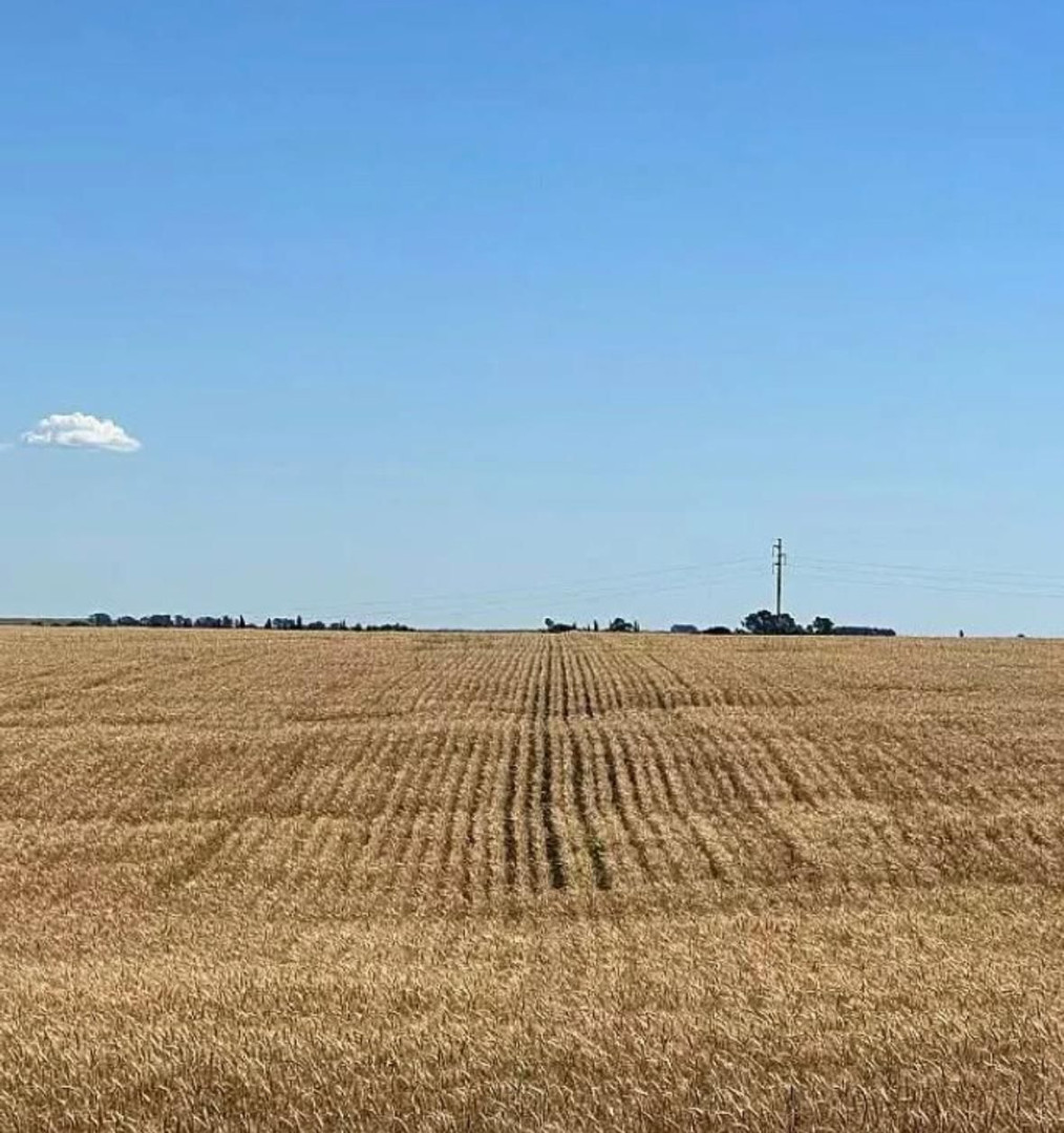 Campo  en Venta en Ruta Nacional 33 Kilometro 78,  Saavedra - Bahía Blanca Propiedades | SITIO OFICIAL l