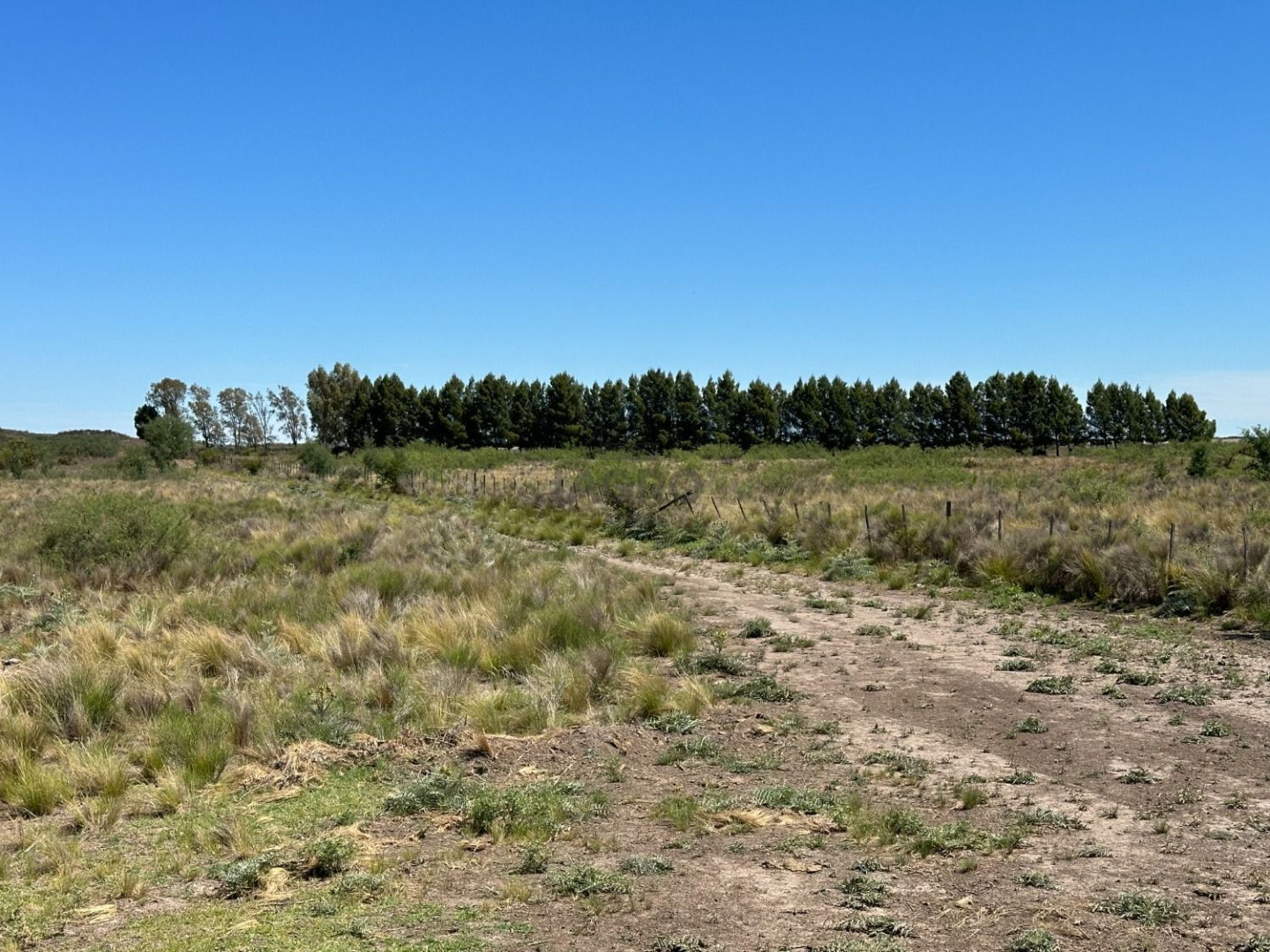 Campo  en Venta en Juan A. Pradere,  Carmen de Patagones - Bahía Blanca Propiedades | SITIO OFICIAL l