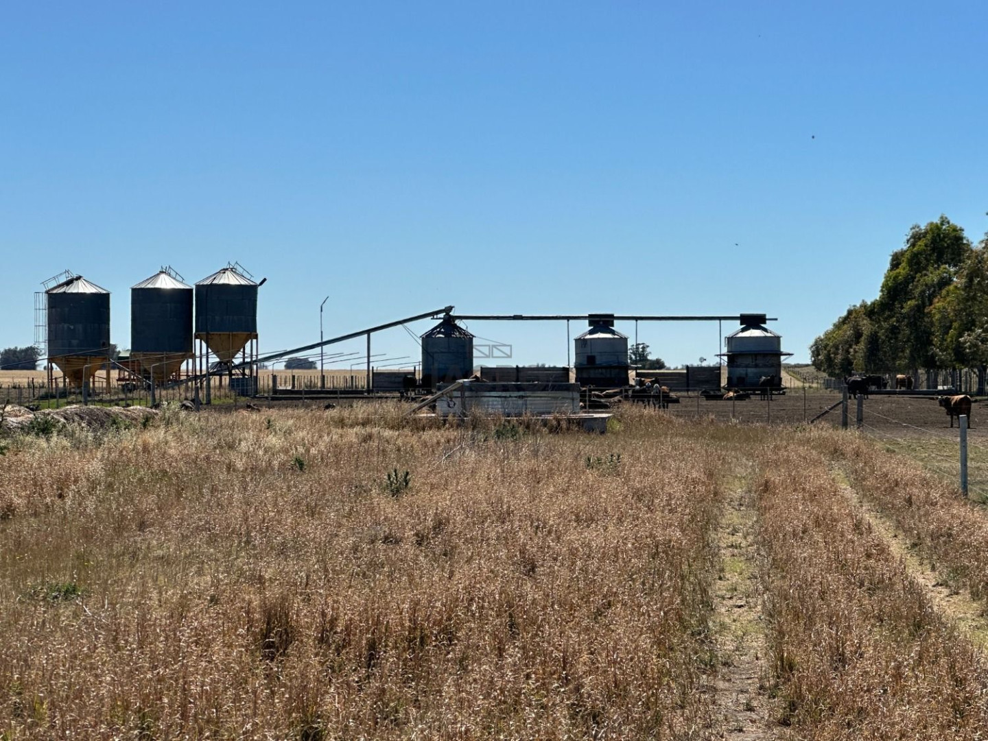 Campo  en Venta en Gil,  Coronel Dorrego - Bahía Blanca Propiedades | SITIO OFICIAL l
